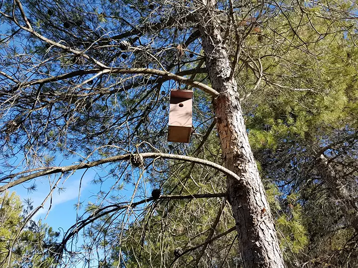 Caja nido páridos