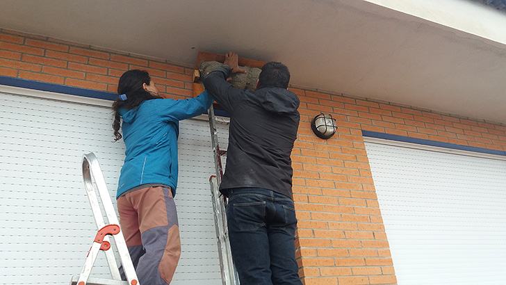 Instalación de nidos en el Colegio Portocarrero de Aguadulce - Actualidad (blog)