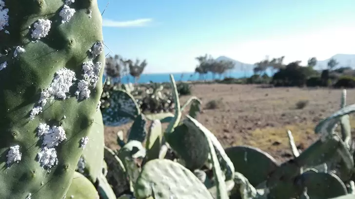 Plaga de cochinilla en las chumberas de Almería