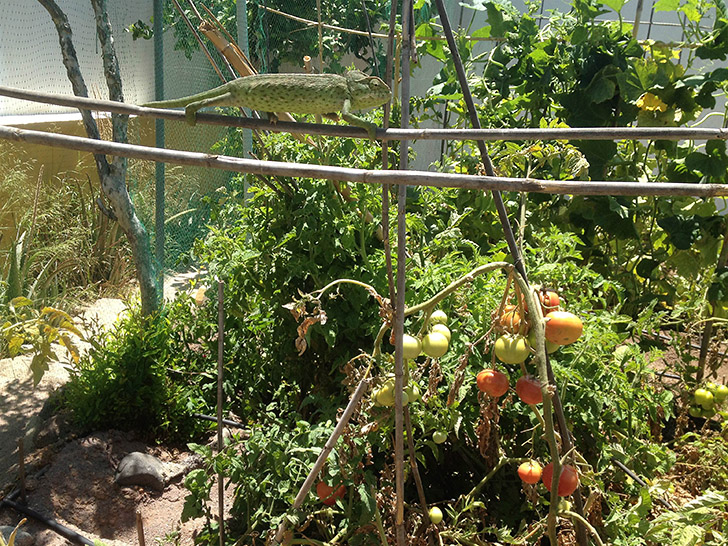 Camaleón en un huerto de tomates