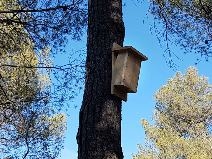Caja nido agateador común