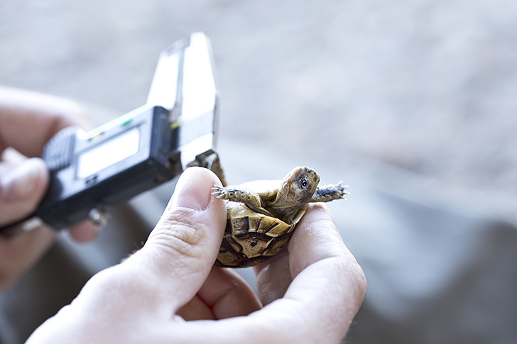 Toma de medidas en juvenil de tortuga mora
