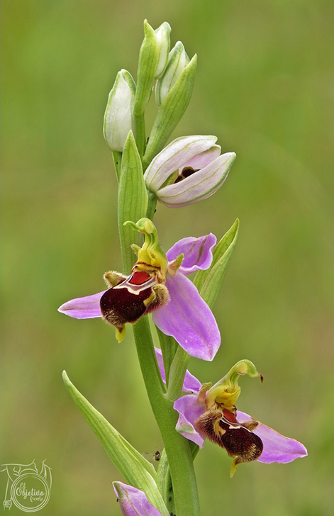 Orquídea en Sierra de Gádor