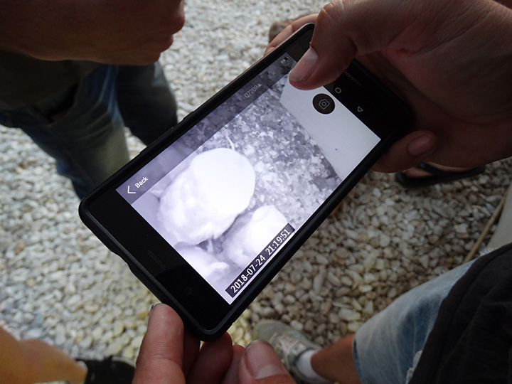 Control de cámaras desde el móvil para observar los pollos de lechuza