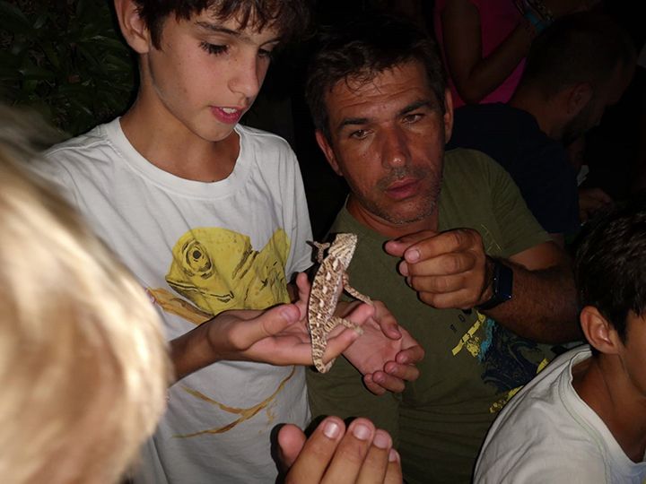 Censo camaleón común en Almería
