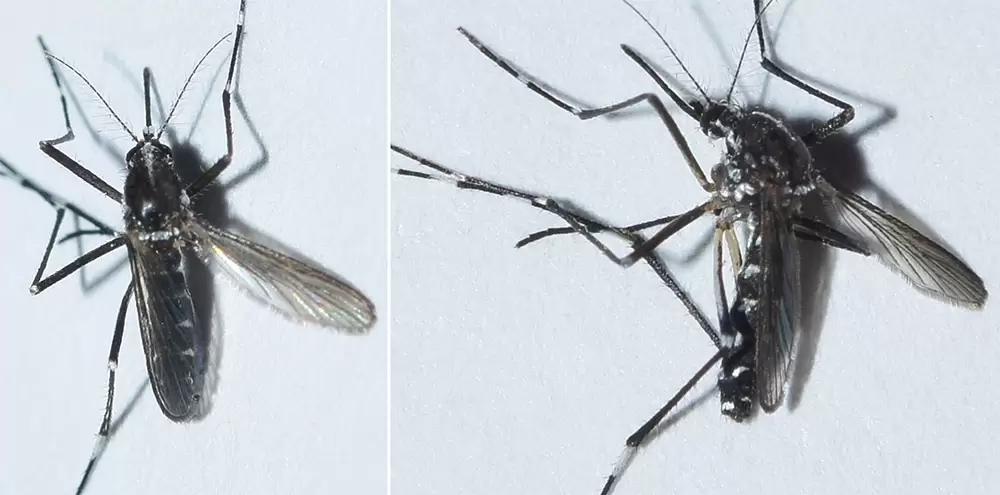 Aedes albopictus Almeria