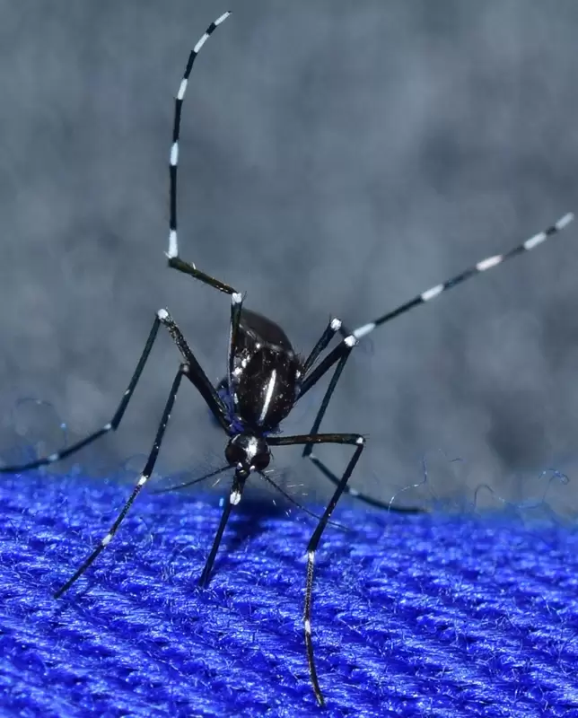 Aedes albopictus Almeria 2