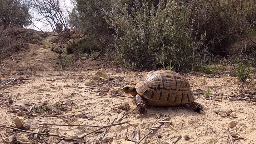 Tortuga mora en su hábitat en Almería