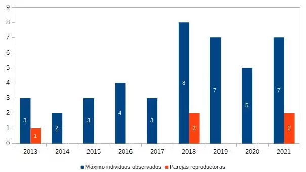 Gráfico número de individuos y parejas reproductoras de cerceta pardilla por año en La Ribera de la Algaida