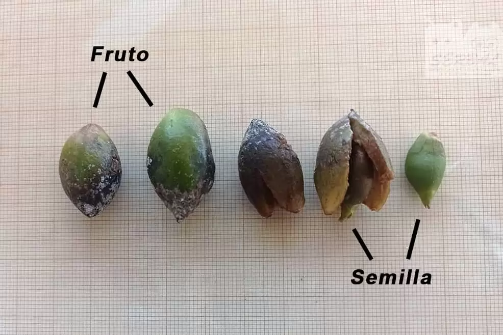 Frutos y semillas de posidonia