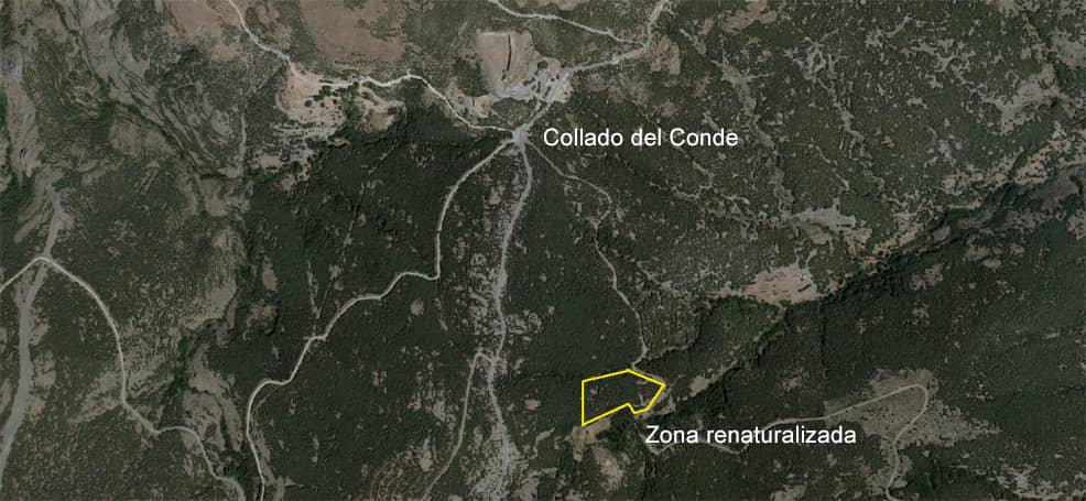Zona repoblada Prados de Rubio.