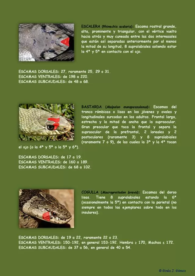 Identificación de serpientes almerienses 4