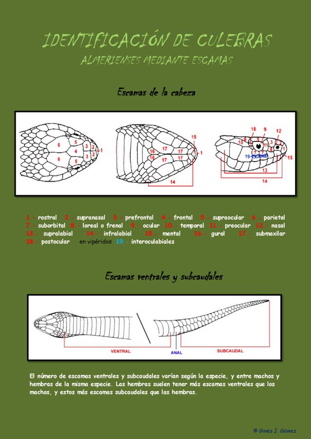 Identificación de serpientes almerienses 1