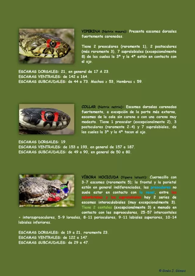Identificación de serpientes almerienses 5