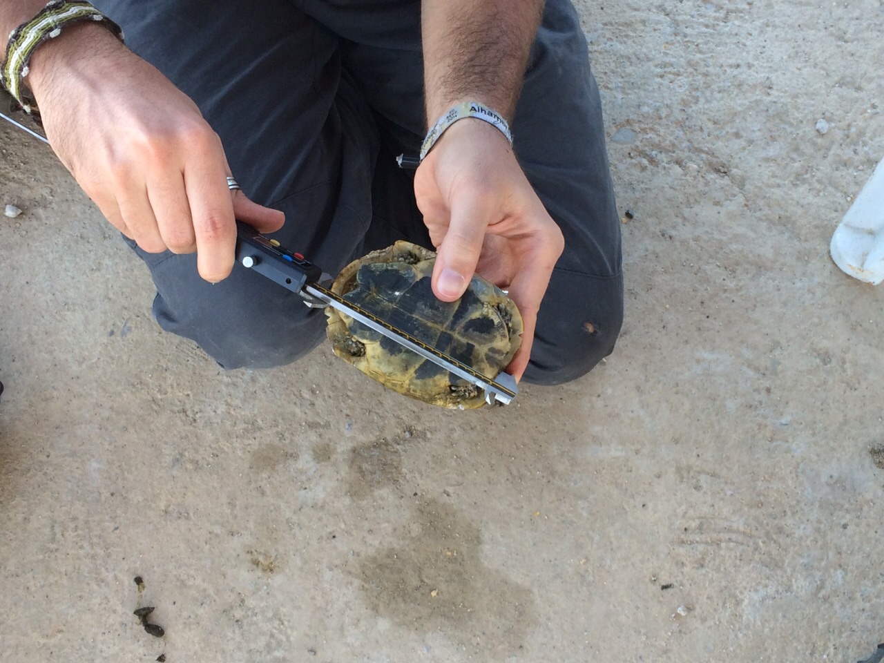 Voluntarios de SERBAL midiendo una tortuga mora en el marco del proyecto Testudo
